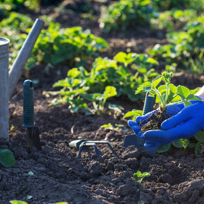 planting strawberries in the garden - hands holding a seedling, watering can and shovel in the background